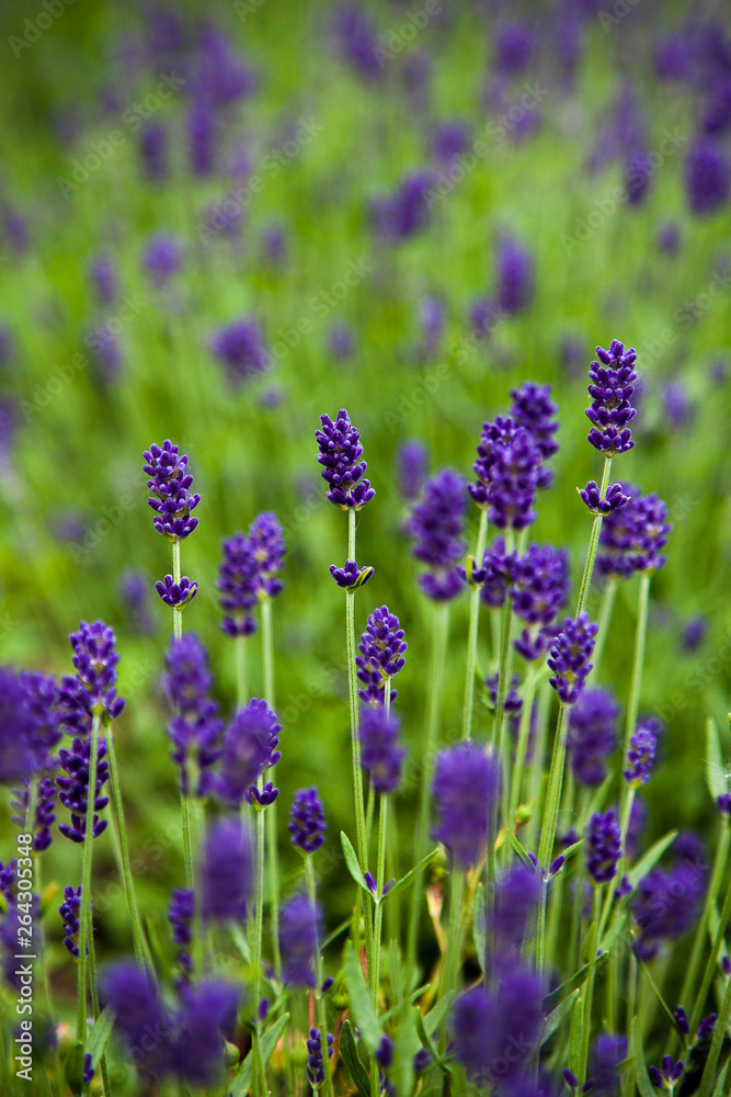 Background image - a blooming lavender closeup