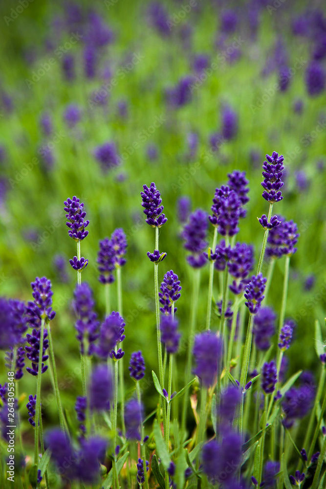 Background image - a blooming lavender closeup Background image - a blooming lavender closeup