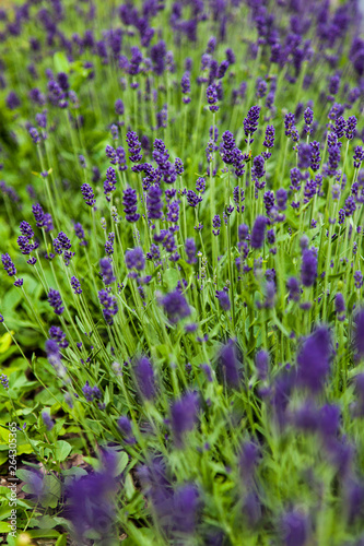 Vertical Background Image - Lavender Blossom Closeup