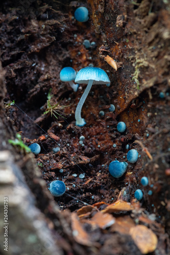 Blue fungi Mycena interrupta or Pixie's Parasol photo