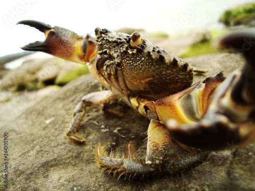 Sea crab has opened its claws and threatened