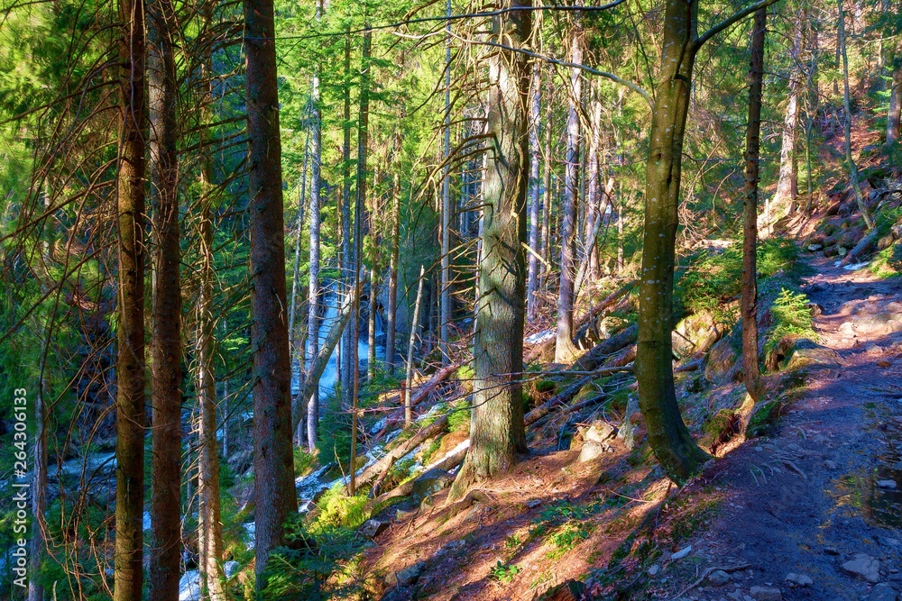 Obraz premium trail through lush green forest in bavarian forest 
