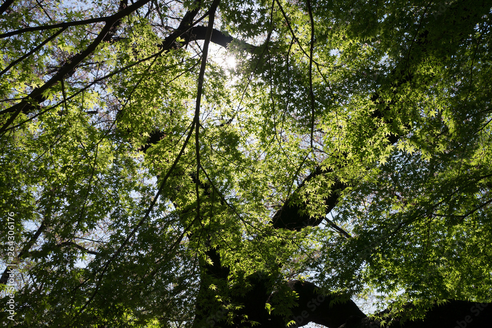 Fototapeta premium The fresh leaves in a spring day