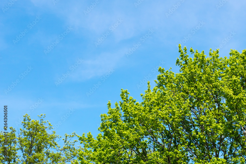 Fresh foliages in a spring day Fresh foliages in a spring day