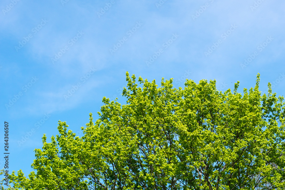 Fresh foliages in a spring day Fresh foliages in a spring day