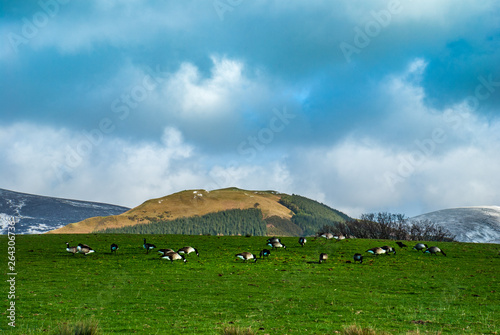English countryside landscape with ducks on the hill