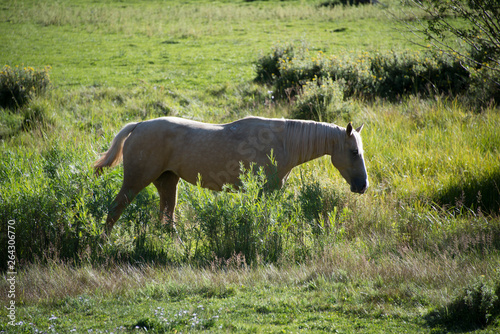 Light Horse in Meadow
