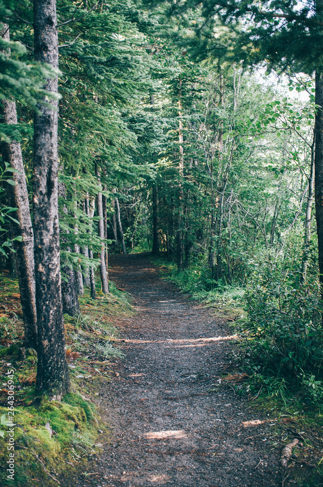 Obraz premium Forest Path