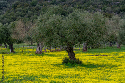 Fototapeta Naklejka Na Ścianę i Meble -  Landscape with olive trees grove in spring season with colorful blossom of wild yellow flowers