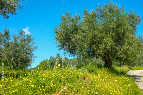 Landscape with olive trees grove in spring season with colorful blossom of wild flowers