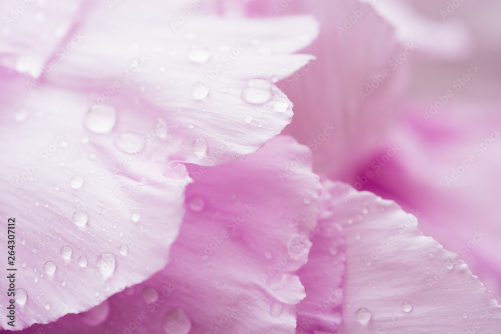 雨上がりのピンクの花びら 雨上がりのピンクの花びら