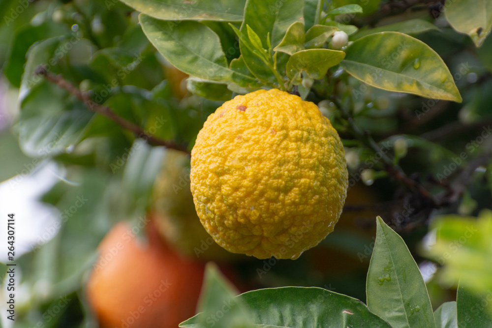 Citrus fruits of sour orange bergamot riping on blossoming thee