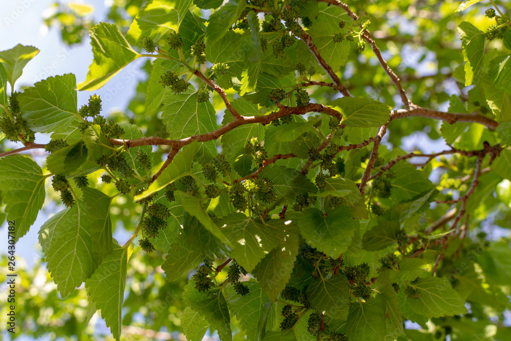 Young green unripe mulberries riping on tree in spring Young green unripe mulberries riping on tree in spring