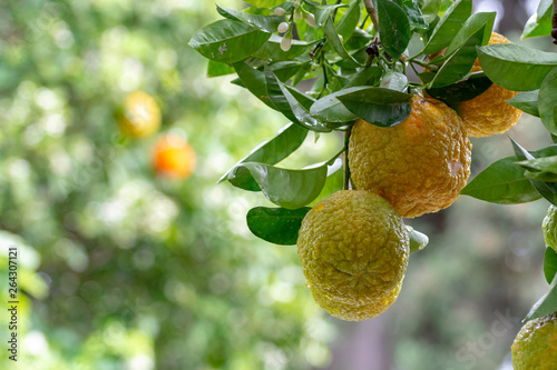 Citrus fruits of sour orange bergamot riping on  thee
