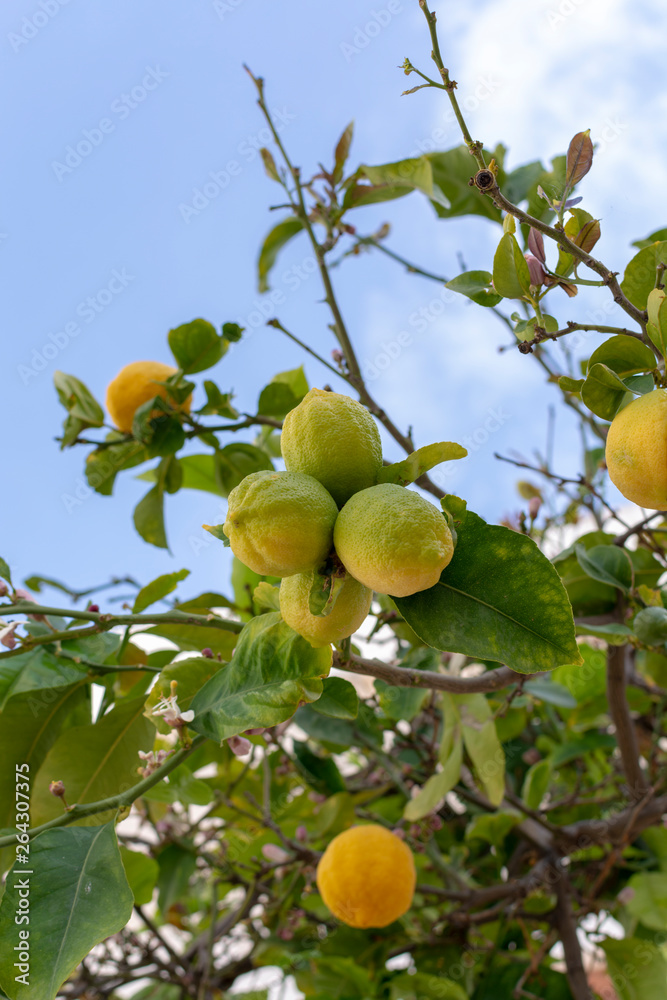 Ripe big yellow lemons, tropical citrus fruits hanging on tree ready to harvest