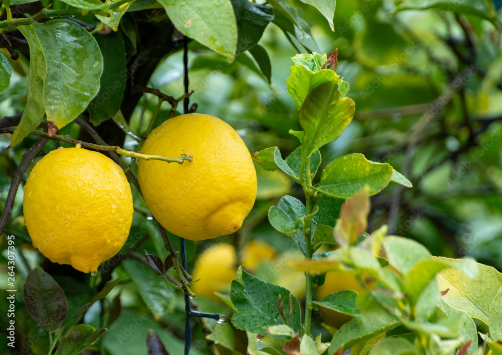 Ripe yellow lemon, tropical citrus fruit hanging on tree with water drops in rain
