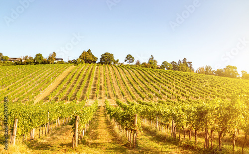 Scenic Vineyard hills in summer