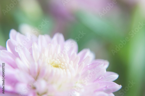 pink flower with bouquet effect and green background