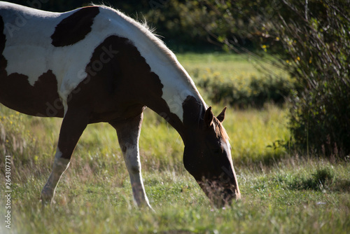 Brown and White Horse Grazing Close