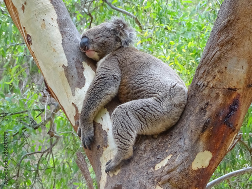 Sleeping koala, Woodforde, SA