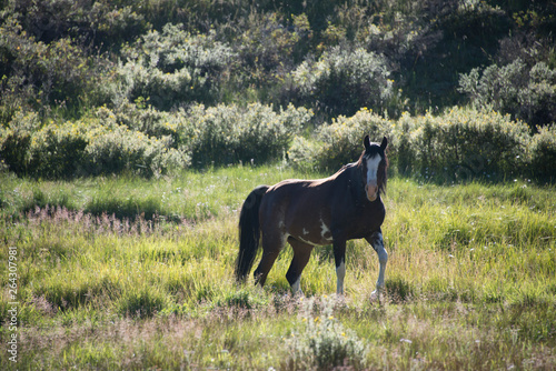 Brown horse in meadow
