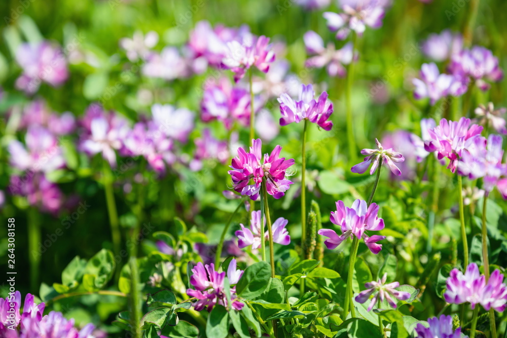 Field of Chinese milk vetch, Astragalus sinicus ,Shikoku,Japan Field of Chinese milk vetch, Astragalus sinicus ,Shikoku,Japan