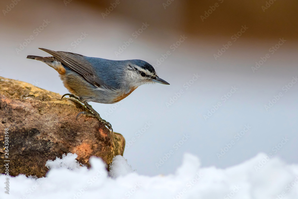Obraz premium Cute little bird. Dark nature background. Krupers Nuthatch. Sitta krueperi.