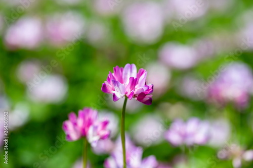 Flower of Chinese milk vetch, Astragalus sinicus ,Shikoku,Japan © F.F.YSTW