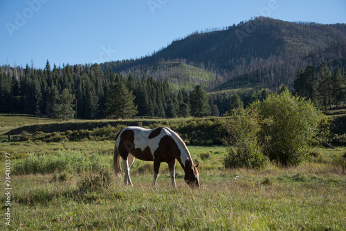 Painted horse grazing with mountain