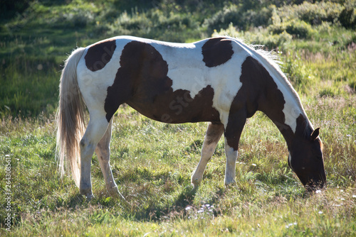 Horse Grazing