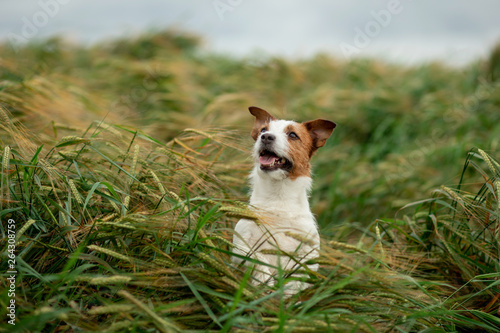 Happy Jack Russell Terrier In Wheat. Travel with a pet. dog in nature
