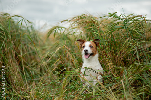 Happy Jack Russell Terrier In Wheat. Travel with a pet. dog in nature © Anna Averianova