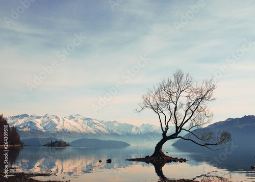 Wanaka tree