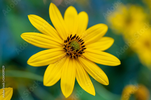 yellow flower