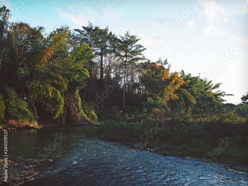 river in the forest