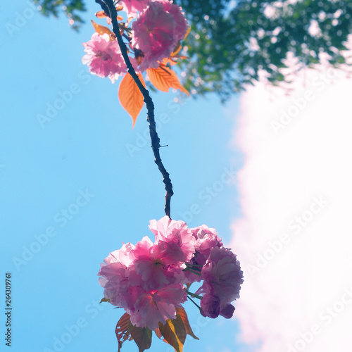 pink flowers on blue sky background