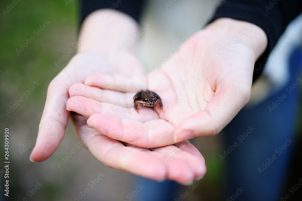 Obraz premium little frog in woman's hands