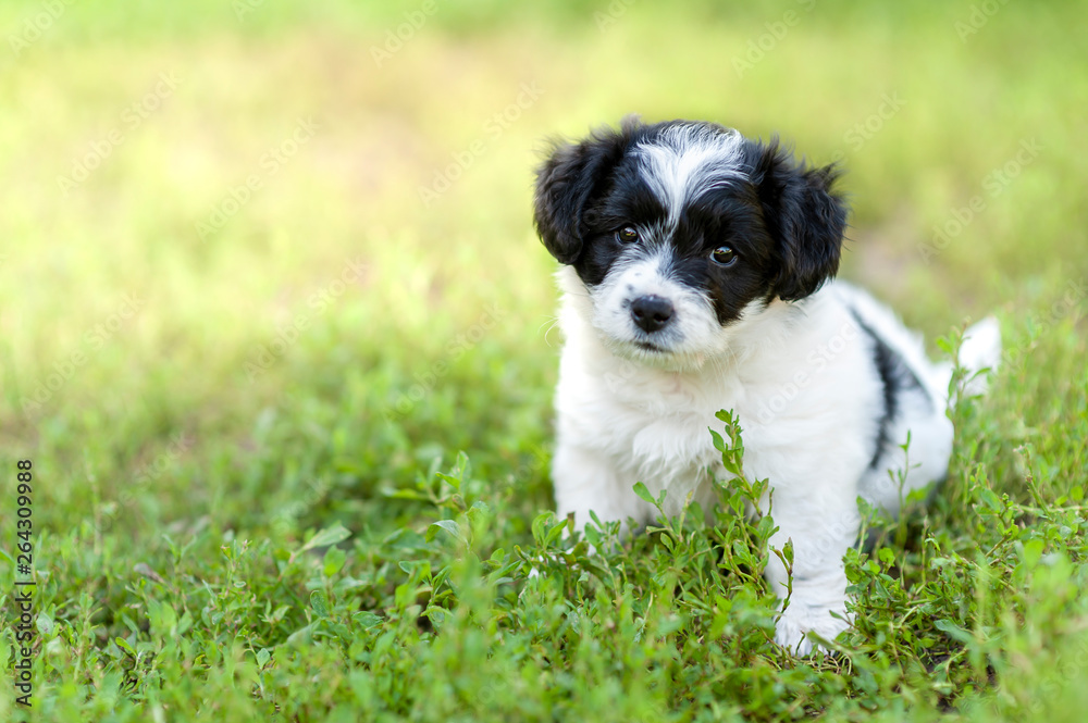 Cute puppy outdoor