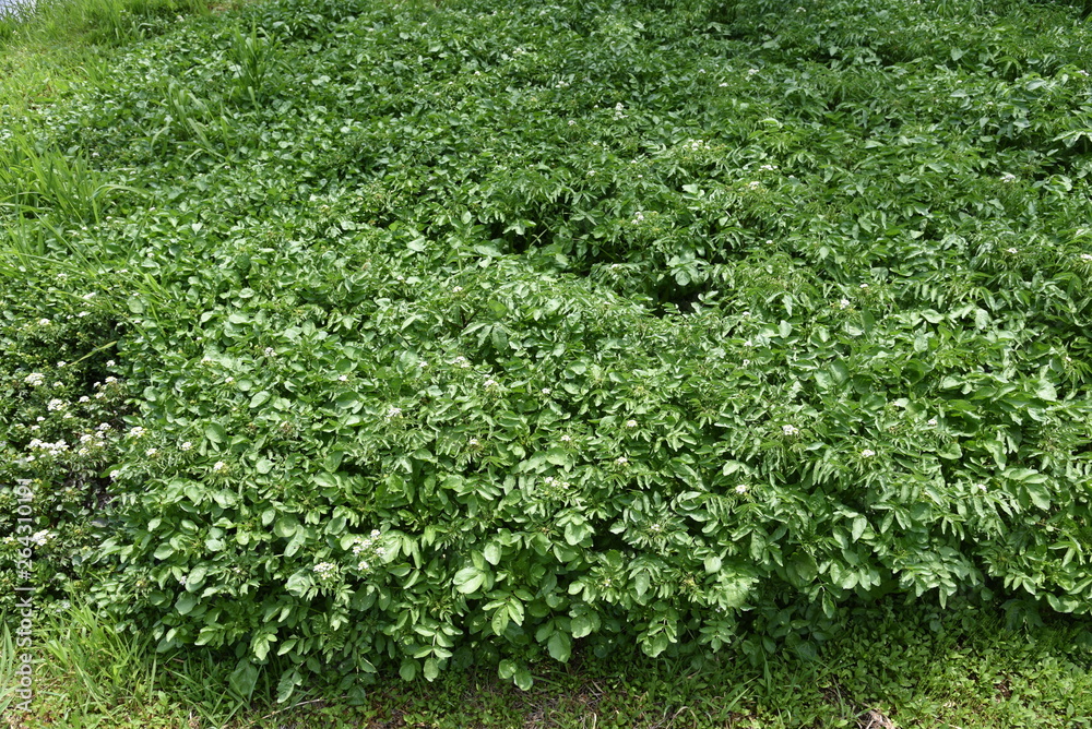 Watercress grows on the waterfront.