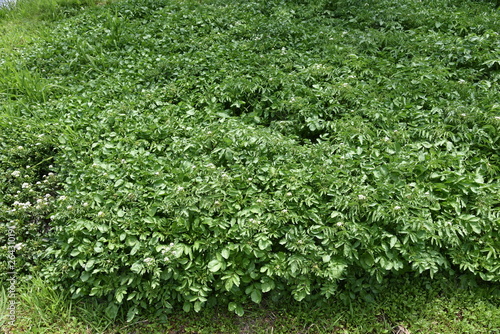 Wallpaper Mural Watercress grows on the waterfront. Torontodigital.ca