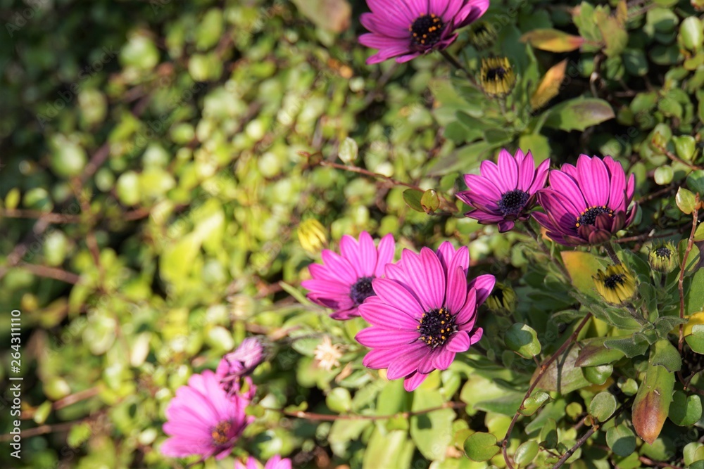 Obraz premium マツバギク