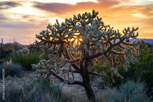 Chainfruit cholla cactus at sunset in the Arizona Sonoran Desert
