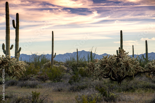 Organ Pipe Cactus National Monument, with chainfruit cholla and saguaros at sunset © MelissaMN