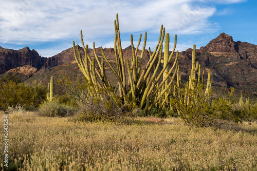 Very large organ pipe cactus growing in the wild in Arizona at the National Monument