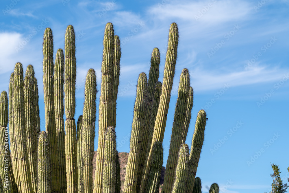 Spines of the Organ Pipe Cactus against a blue sky in Arizona