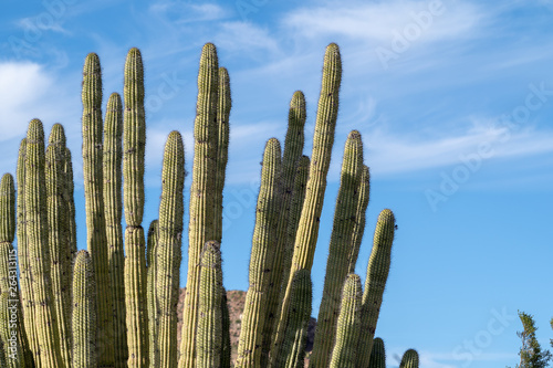 Spines of the Organ Pipe Cactus against a blue sky in Arizona