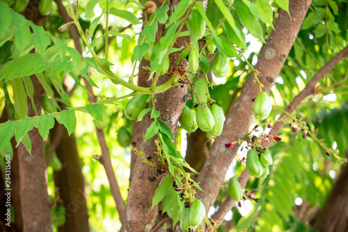 Averrhoa bilimbi, Bilimbi fruit, cucumber tree, or tree sorrel. The yellow-green tropical fruit with a extremely sour, thin shape, soft skin and juicy flesh.