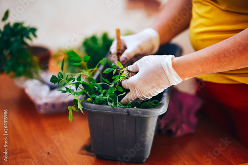 Woman's hands in white gloves plant seedlings of tomato in plastic black pot at home. Transplanting seedlings in a pot