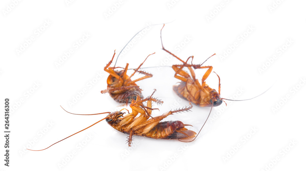 Cockroach isolated on white background Cockroach isolated on white background