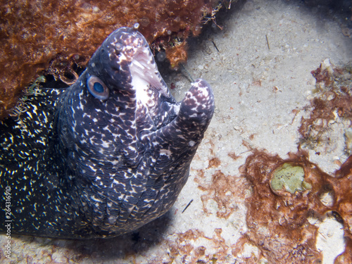 фотографія moray in your burrow in open-mouth aggressiveness